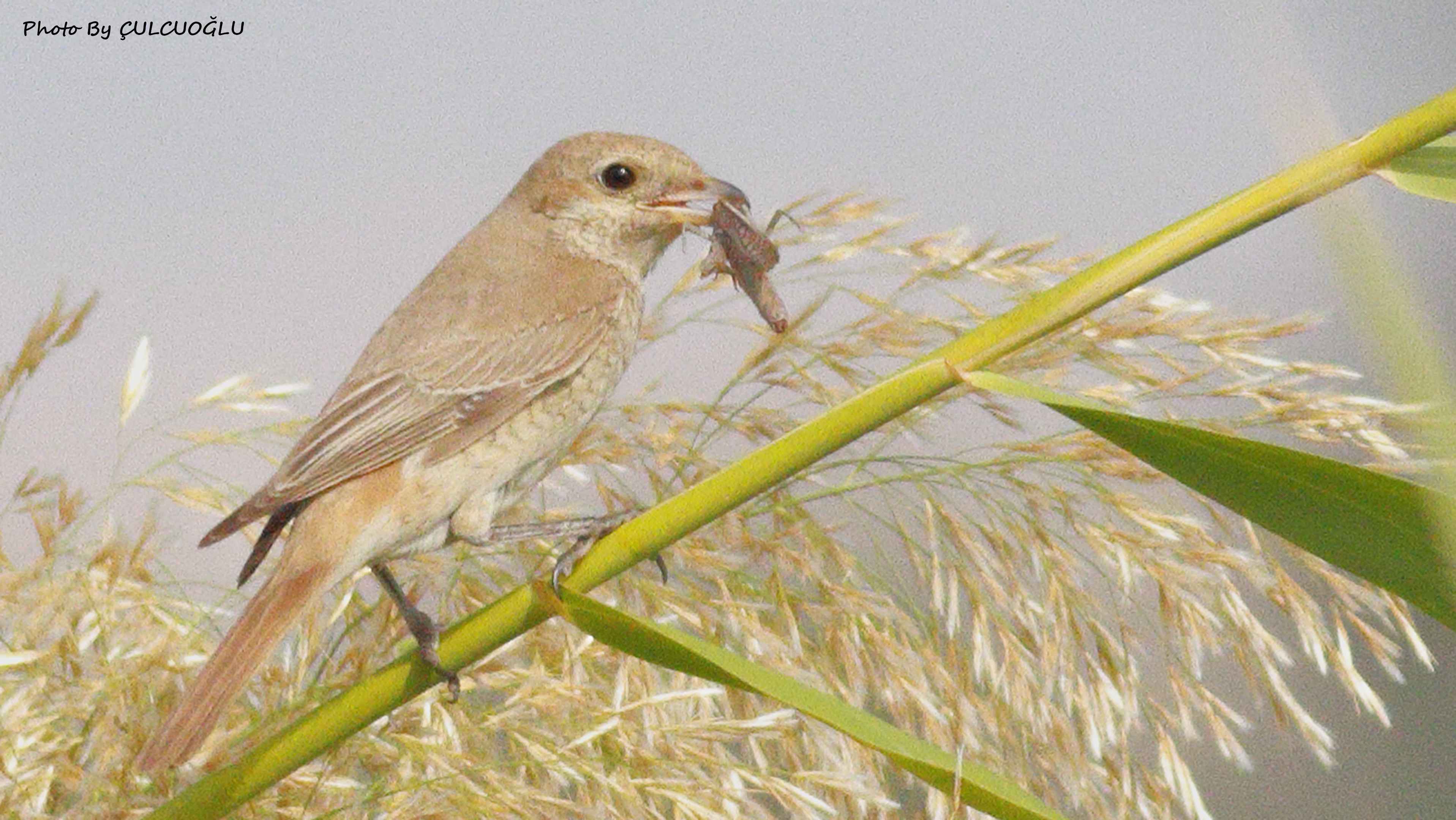 Isabelline Shrike